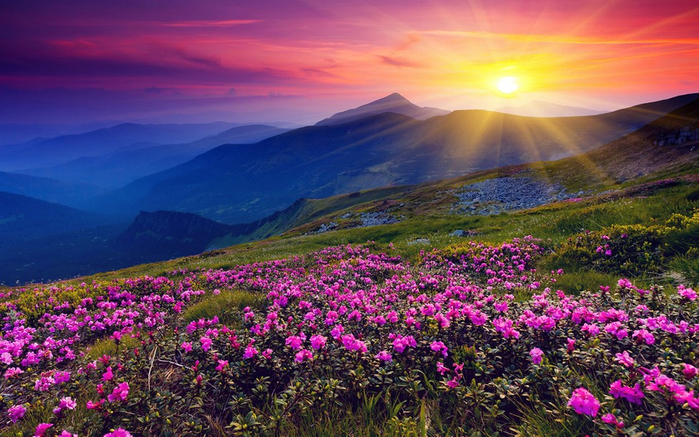 950_Valley_of_flowers_Himalaya (6) (700x437, 438Kb)