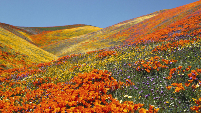 950_Valley_of_flowers_Himalaya (10) (700x393, 529Kb)