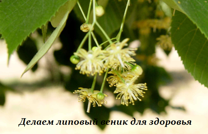 2749438_Delaem_lipovii_venik_dlya_zdorovya (700x452, 374Kb)
