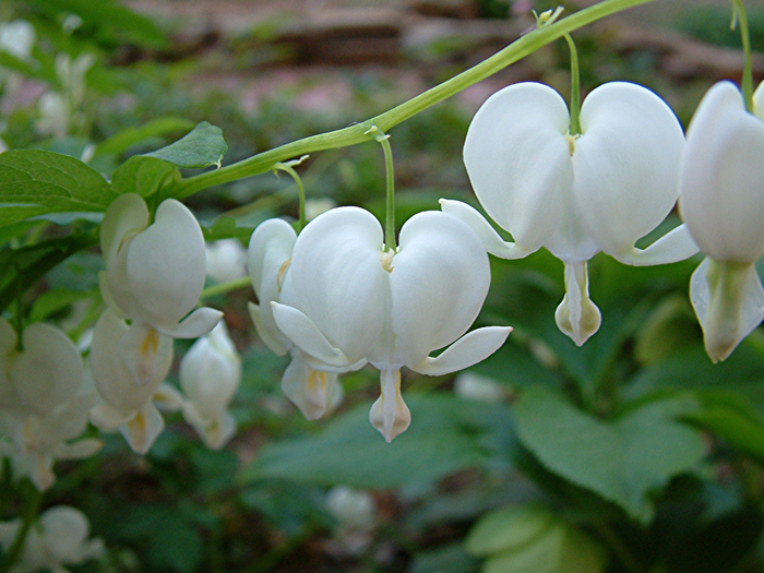 dicentra-spectabilis2 (700x525, 455Kb)