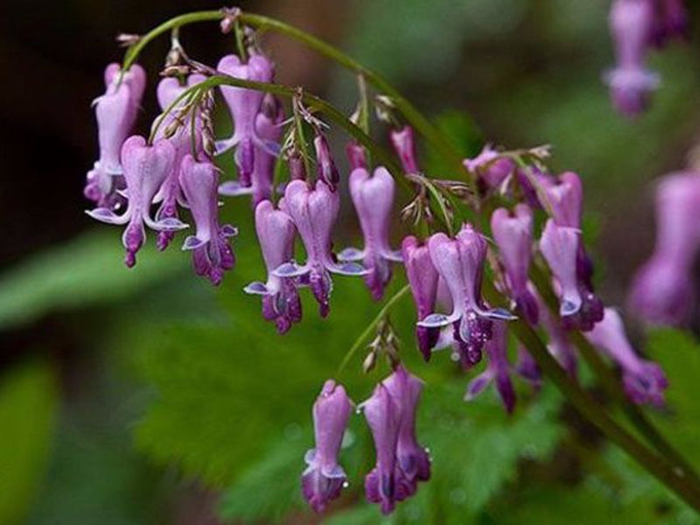 dicentra-krasivaja (700x525, 322Kb)