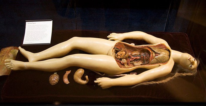 Как изменились куклы планеты за прошедшие тысячелетия: необычные анатомические куклы и другие