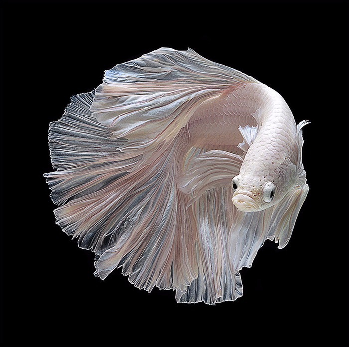 Fish Visarute Angkatavanich27 (700x697, 349Kb)