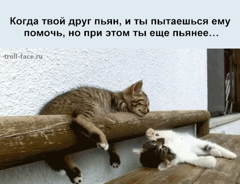 _koty_yapfiles.ru (495x379, 1285Kb)
