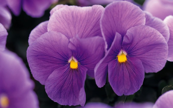www.GetBg.net_Nature___Flowers_Purple_flowers_with_a_yellow_core_094992_ (700x437, 57Kb)