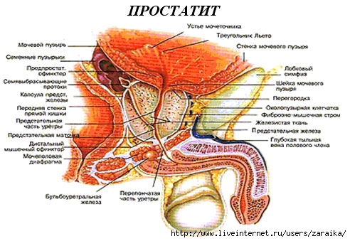 5713211_prostatit_cc (492x339, 136Kb)