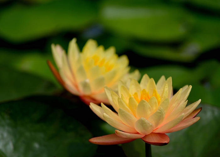 2714816_Lotus_flower_Lake_461993 (700x499, 162Kb)