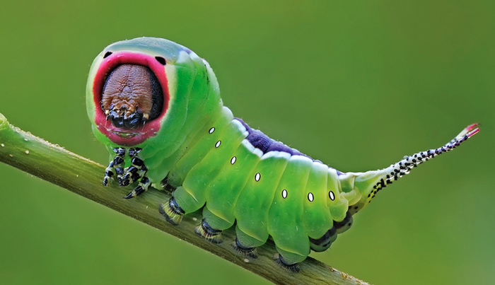 Самые необычные насекомые мира