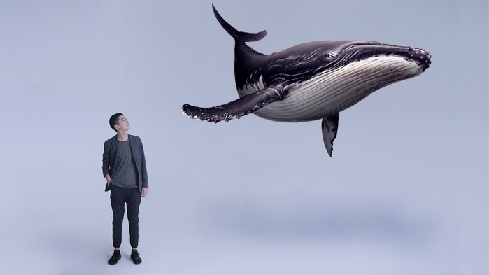 10 самых крупных китов в мире