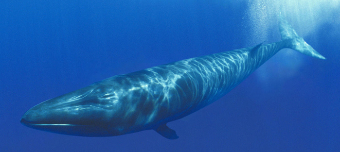 10 самых крупных китов в мире