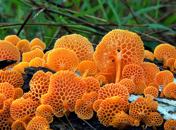mushrooms-foto_15 (700x519, 670Kb)