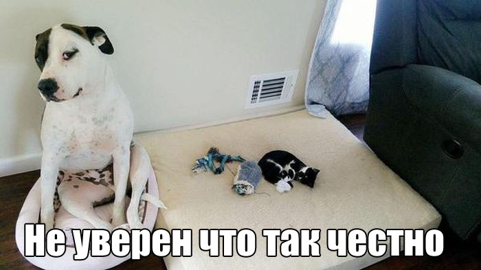 52823568 (700x393, 67Kb)