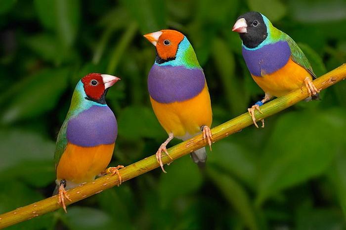 Почему у самцов птиц окраска ярче, чем у самок?