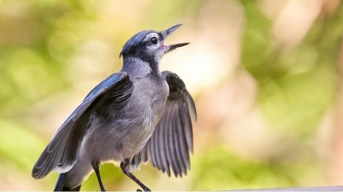 Почему птицы поют?