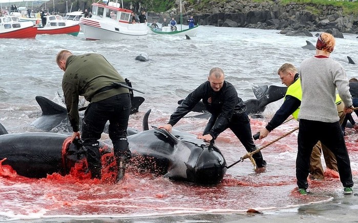 Ежегодное убийство дельфинов гринд возле Фарерских островов