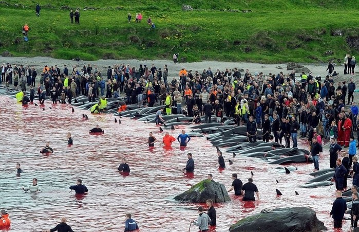 Ежегодное убийство дельфинов гринд возле Фарерских островов