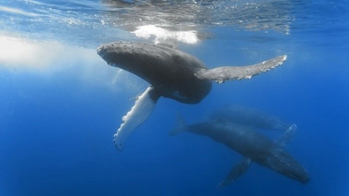 Почему у китов бьет фонтан из головы?