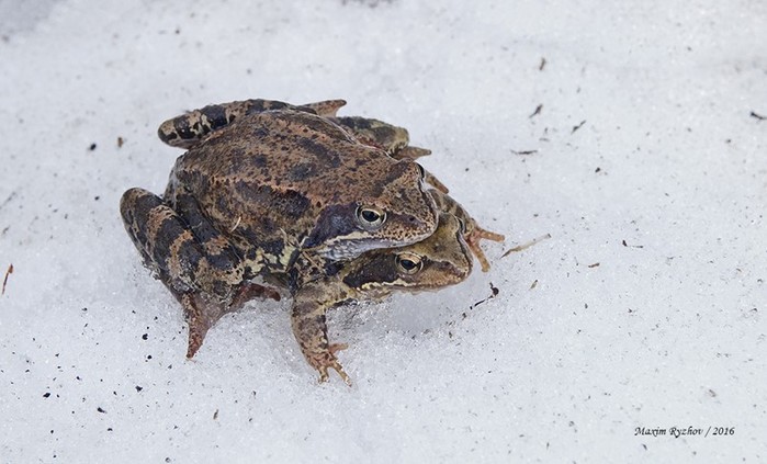 Что происходит зимой с лягушками? Где они прячутся