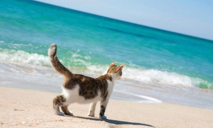 cropped-cropped-cat-on-a-beach3 (700x422, 228Kb)
