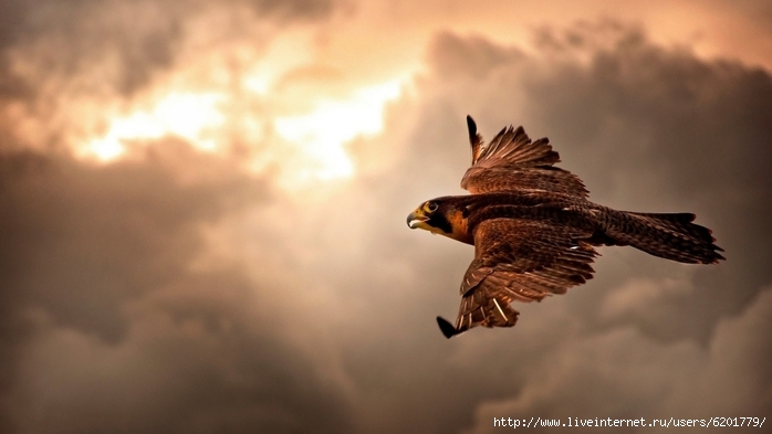 6201779_25463animalsbirdsfalcons1920x1080 (700x393, 157Kb)