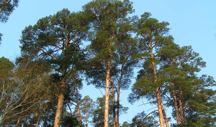 Какие деревья помогут выжить в лесу