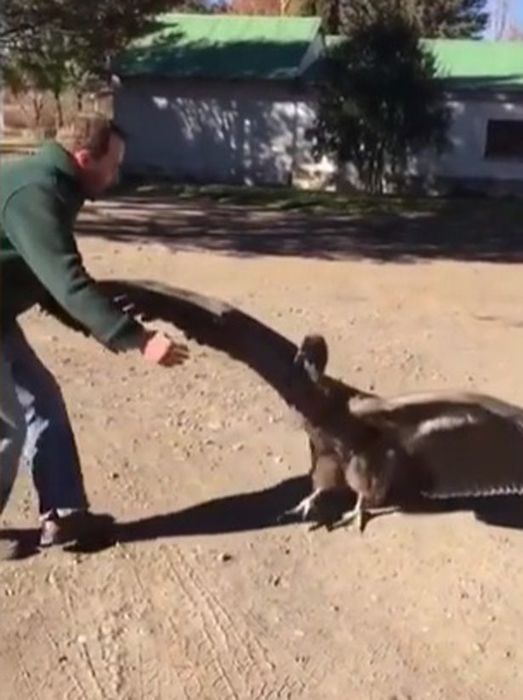 Amazing-moment-Condor-comes-back-to-say-thanks-to-man-who-save-bird-YEARS-AGO (2) (523x700, 47Kb)