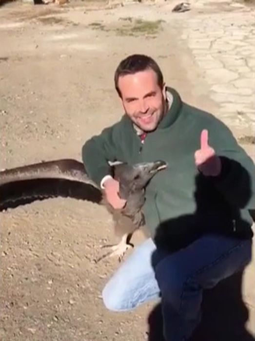 Amazing-moment-Condor-comes-back-to-say-thanks-to-man-who-save-bird-YEARS-AGO (523x700, 41Kb)