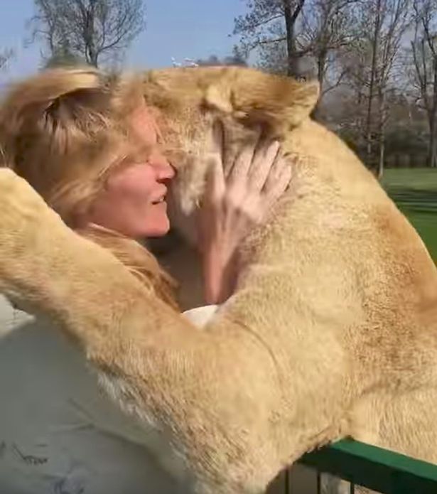Lions-amazing-reaction-after-seeing-woman-who-reared-them-for-first-time-in-seven-years (615x695, 53Kb)