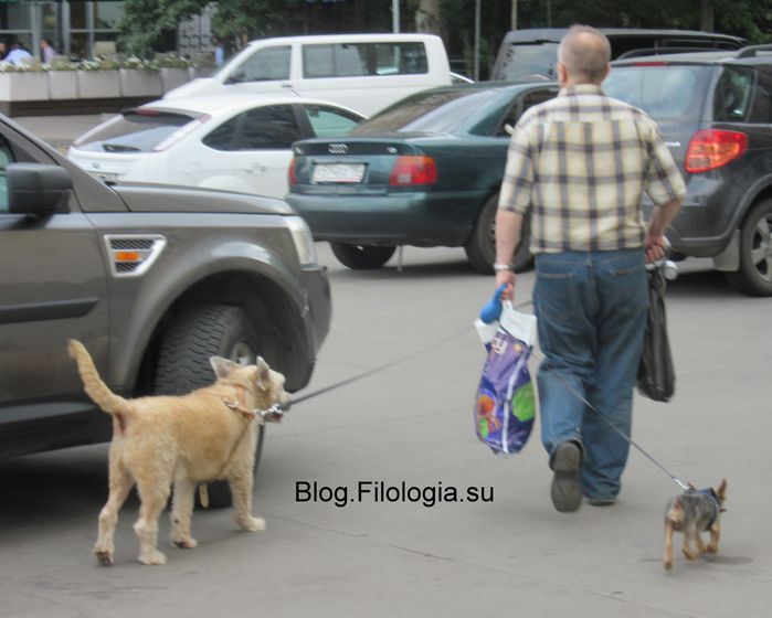 Мужчина с двумя собаками на московской улице среди машин