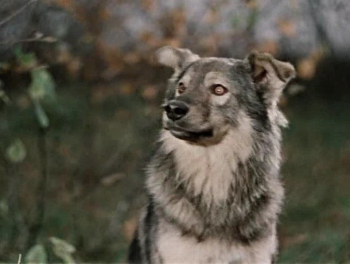 Русские собачьи клички: что они означают на самом деле
