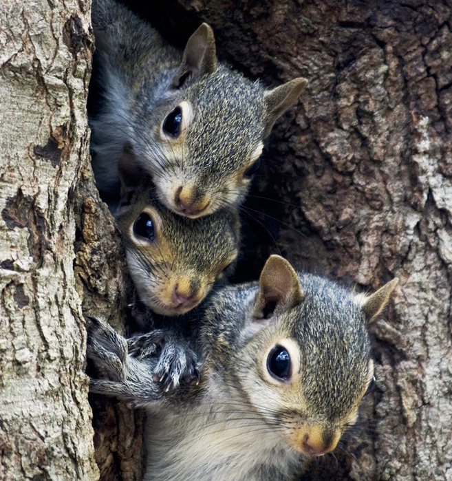 SquirrelFamilyCrop (657x700, 598Kb)