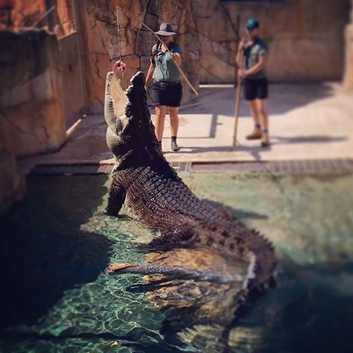 Экстрим аттракцион с крокодилом