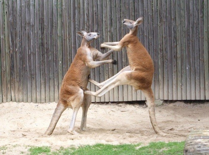 Самые удивительные секреты «обычных» кенгуру