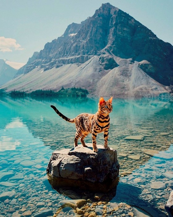 Бесстрашная бенгальская кошка, которая путешествует по всему миру!