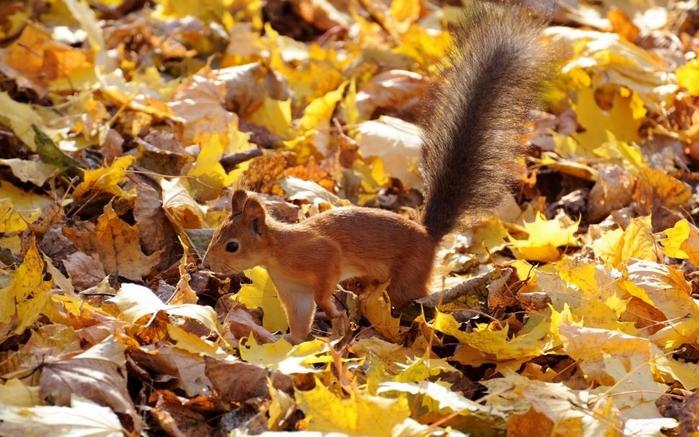 squirrel-on-leaves-2K-wallpaper-middle-size (700x437, 70Kb)