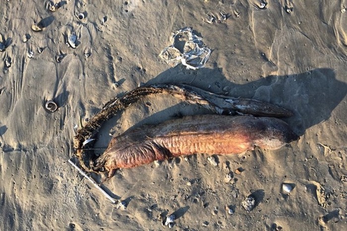 Биологи идентифицировали загадочное зубастое существо с техасского пляжа