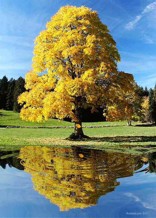 autumn-tree (500x700, 462Kb)