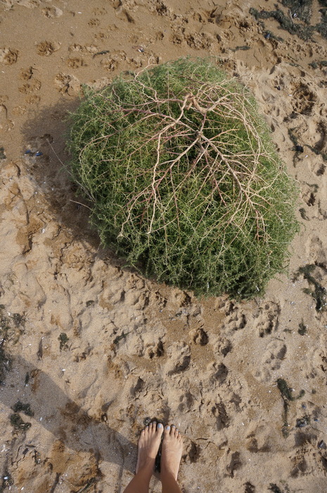 DSC03485 (465x700, 185Kb)