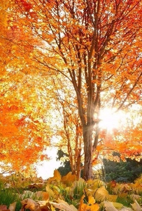image (1) (471x700, 460Kb)