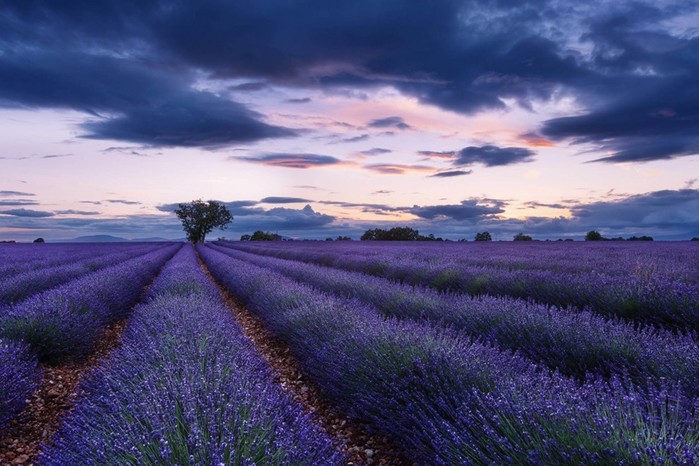 Красота лавандовых полей Франции в фотографиях