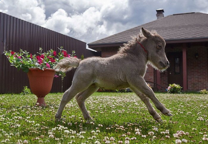 Под Петербургом родилась самая маленькая в мире лошадь по имени Гулливер