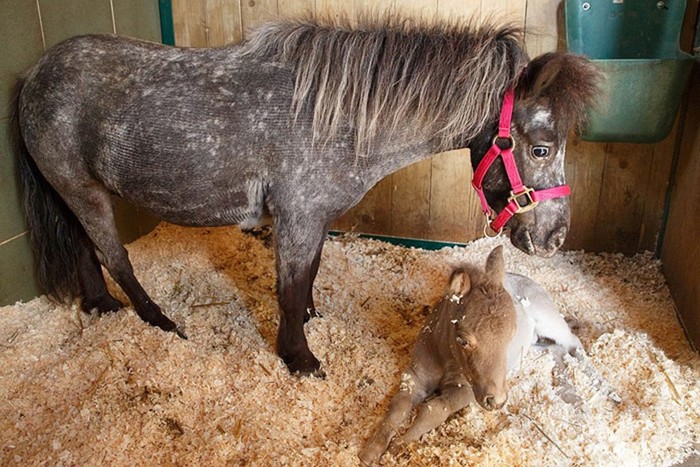 Под Петербургом родилась самая маленькая в мире лошадь по имени Гулливер