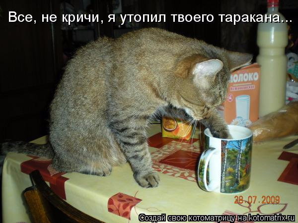 kotomatritsa_x (600x450, 220Kb)