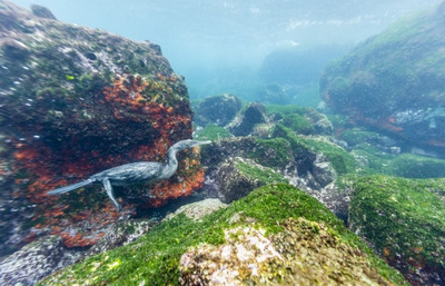 s98869617 (400x257, 55Kb)