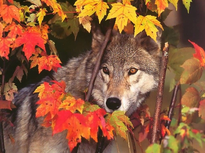 123266-wolf-coming-out-of-the-bush (700x525, 429Kb)