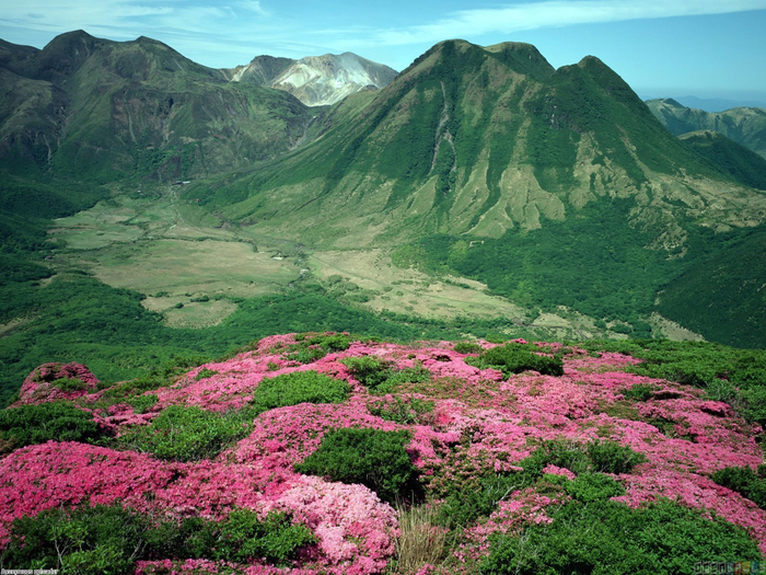 pink_flowers_on_the_green_mountain_range_1600x1200 (700x525, 563Kb)
