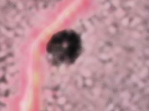 s47905093 (500x375, 27Kb)