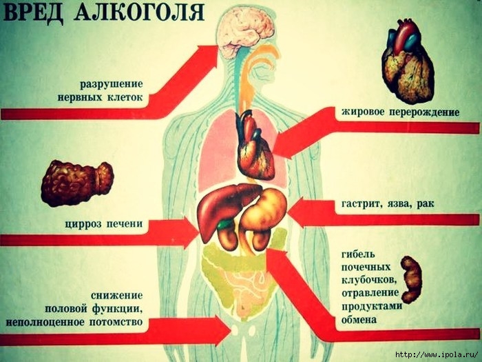 alt="    ?"/2835299_pytalkogolyavorganizmecheloveka (700x525, 218Kb)