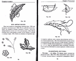  Page35 (700x565, 224Kb)