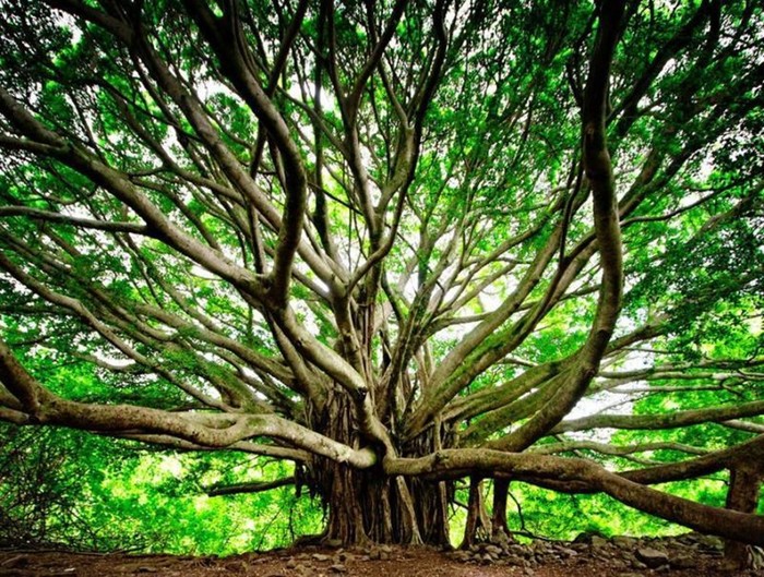 Удивительная красота деревьев из разных уголков мира